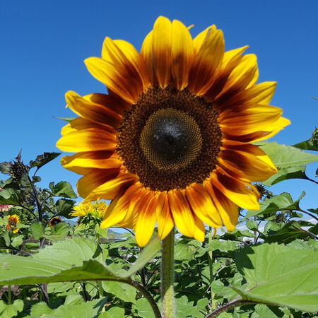 ProCut BiColor, (F1) Sunflower Seeds - 250 Seeds image number null